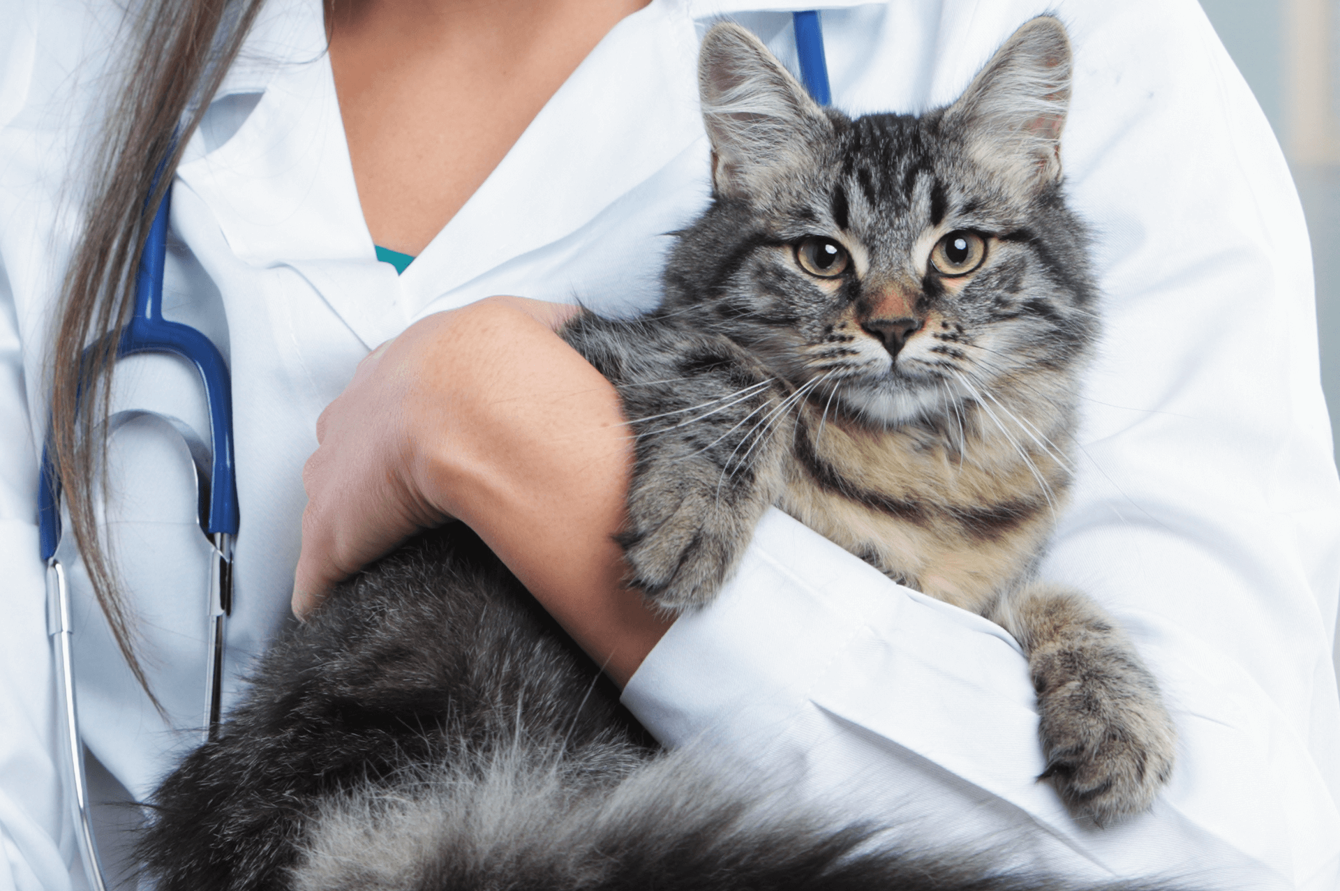 pet-medications