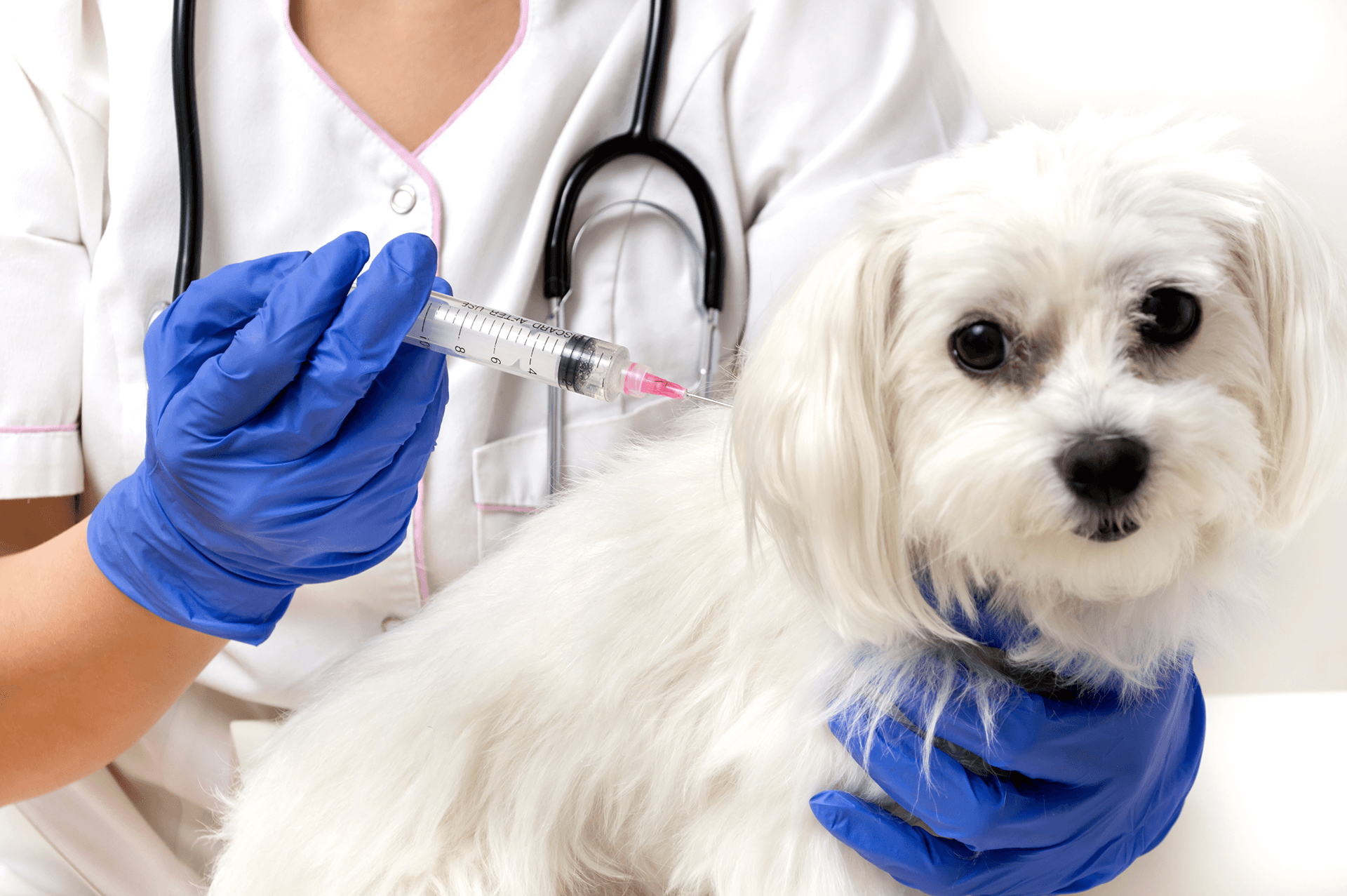 pet-vaccines